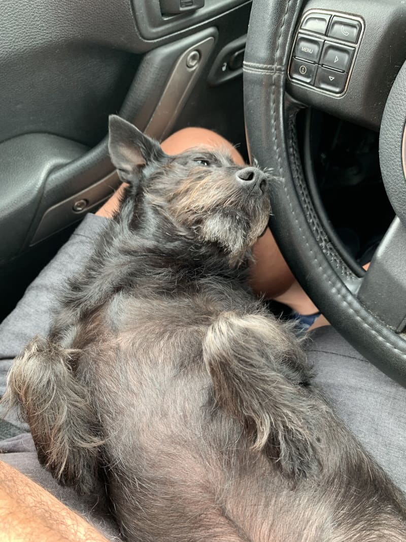 Image of a dog resting on its back in a Jeep