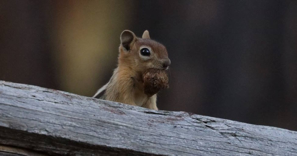 Image of a squirrel on a wooden fence