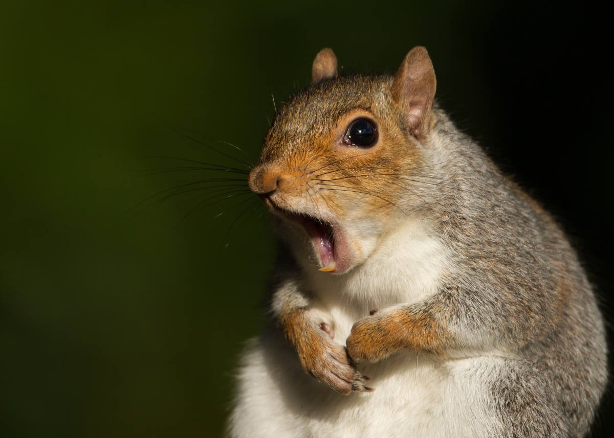 Squirrel Foraging Solutions in NJ: Effective Strategies for Balanced Wildlife Management