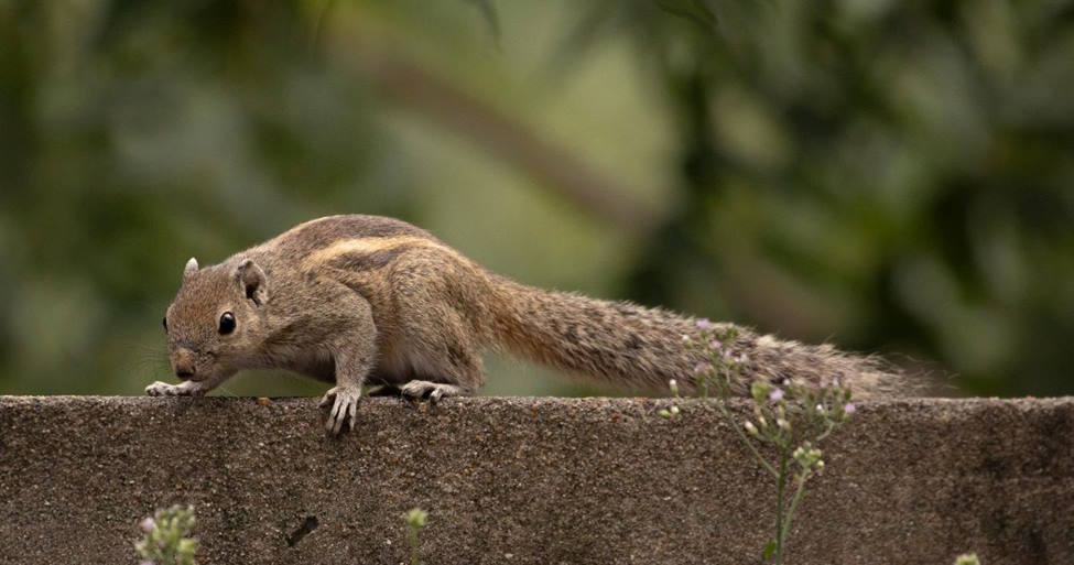 squirrel walking on a cement wall