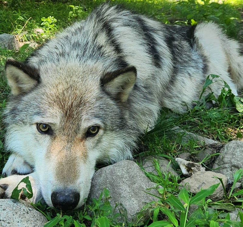 Image of a wolf laying on the grass at the Lakota Wolf Preserve in New Jersey