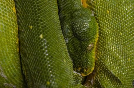 A green snake in close-up view to the eye