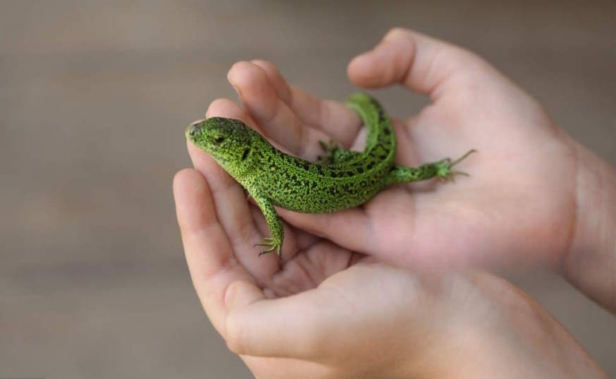 Somone holing a green Lizard at oner of Rizzo's Wildlife Show demonstrations