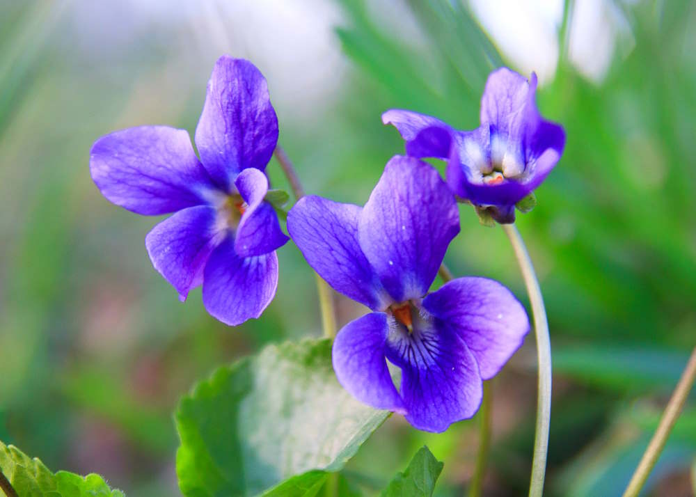 Three beautiful wild common blue violets